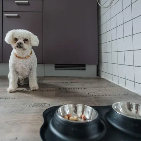 Freyzeit Gässel In Der Altstadt Von Für Bis Zu 6 Personen Apartment *